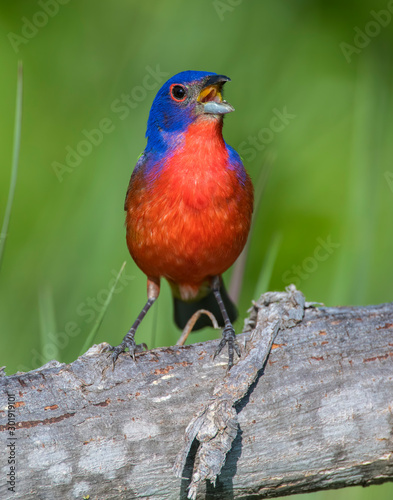 Painted Bunting on a log singing