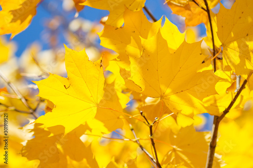 Maple yellow leaves in autumn