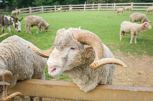 Merino sheep in the farm photo