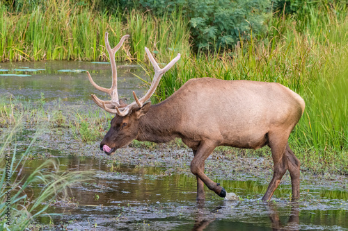 Wallpaper Mural Bull Elk in the Water Torontodigital.ca