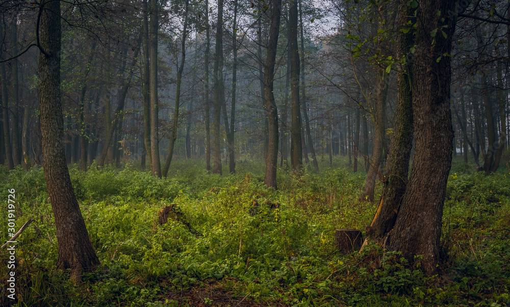 Fototapeta premium Nature in morning
