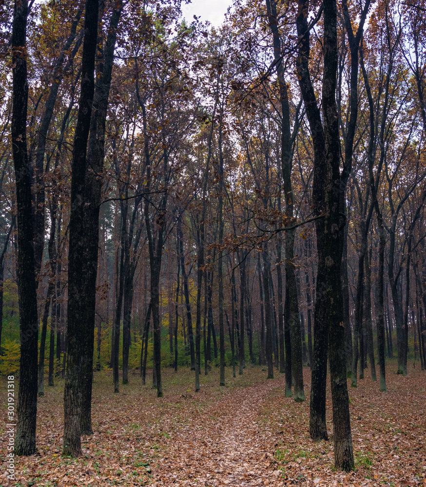 Fototapeta premium Nature beauty