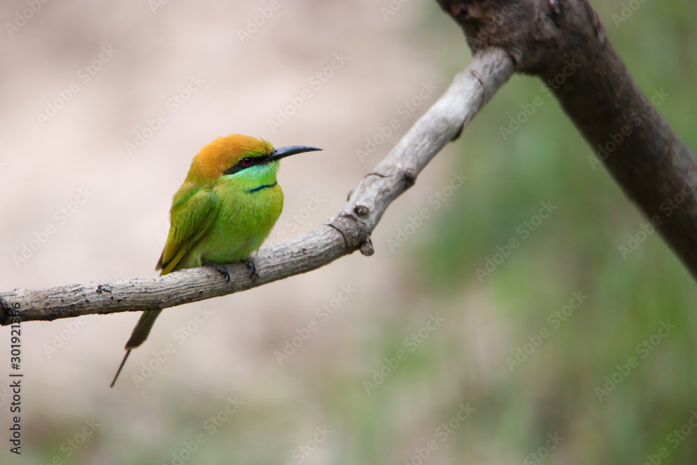 colorful bird on a branch colorful bird on a branch