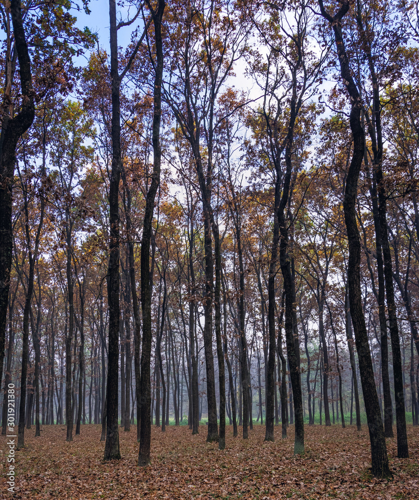 Obraz premium Nature beauty