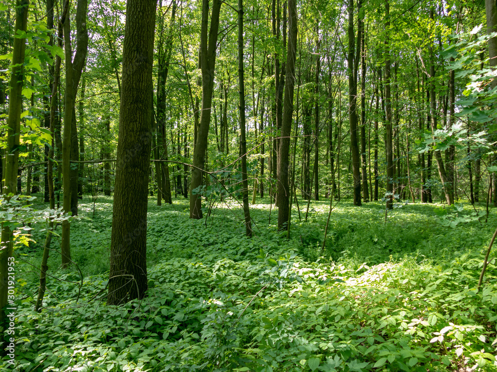 panoramic view into the deciduous forest in spring panoramic view into the deciduous forest in spring