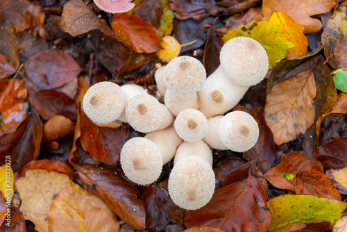 Puff Ball Mushrooms