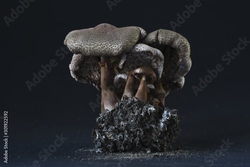 Canvas Print Closeup shot of a fossil statue of mushrooms on black background