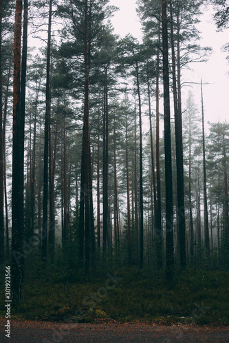 Fairytale Forest Finland. Foggy forest near Helsinki