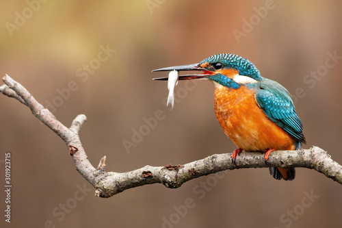 A female kingfisher, alcedo atthis, sitting on a perch above the water, carrying her freshly captured meal by its middle in the mouth and looking to the left of camera.