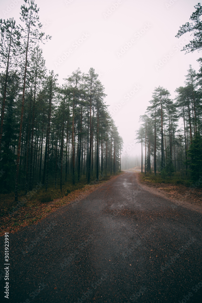 Fototapeta premium Fairytale Forest Finland. Foggy forest near Helsinki
