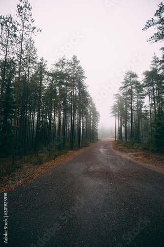 Fairytale Forest Finland. Foggy forest near Helsinki © kriina2000
