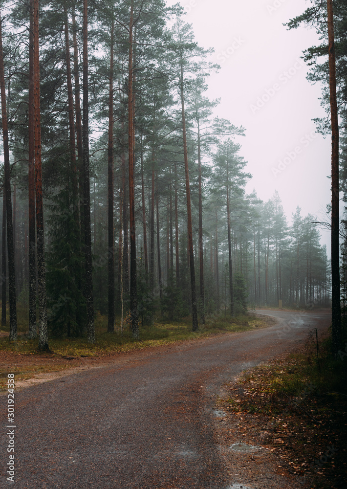 Fototapeta premium Fairytale Forest Finland. Foggy forest near Helsinki