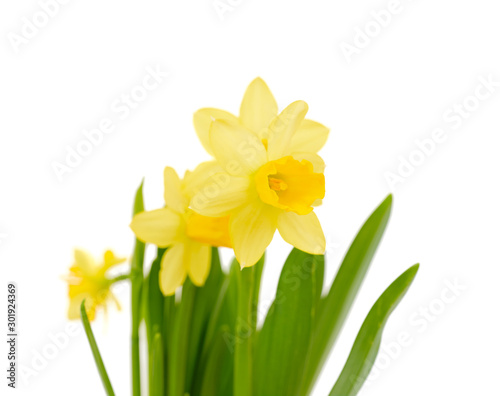 Jonquil flower isolated on white background.  