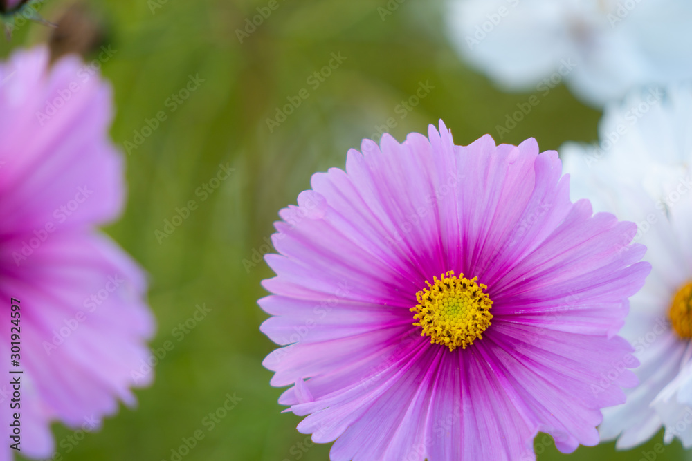 Obraz premium コスモス