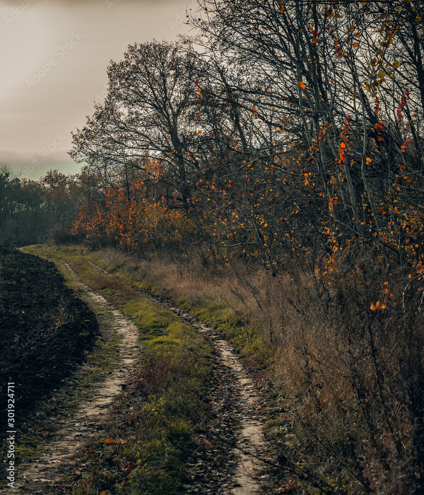 Fototapeta premium Fading nature in autumn plants