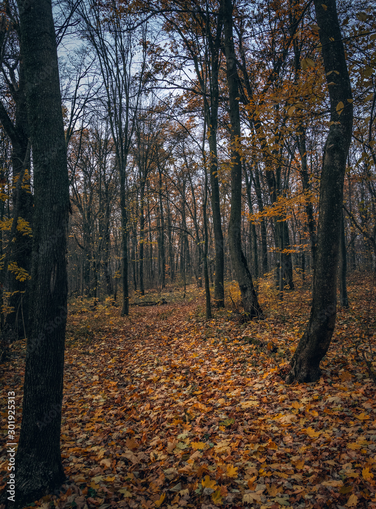 Fototapeta premium Fading nature in autumn plants