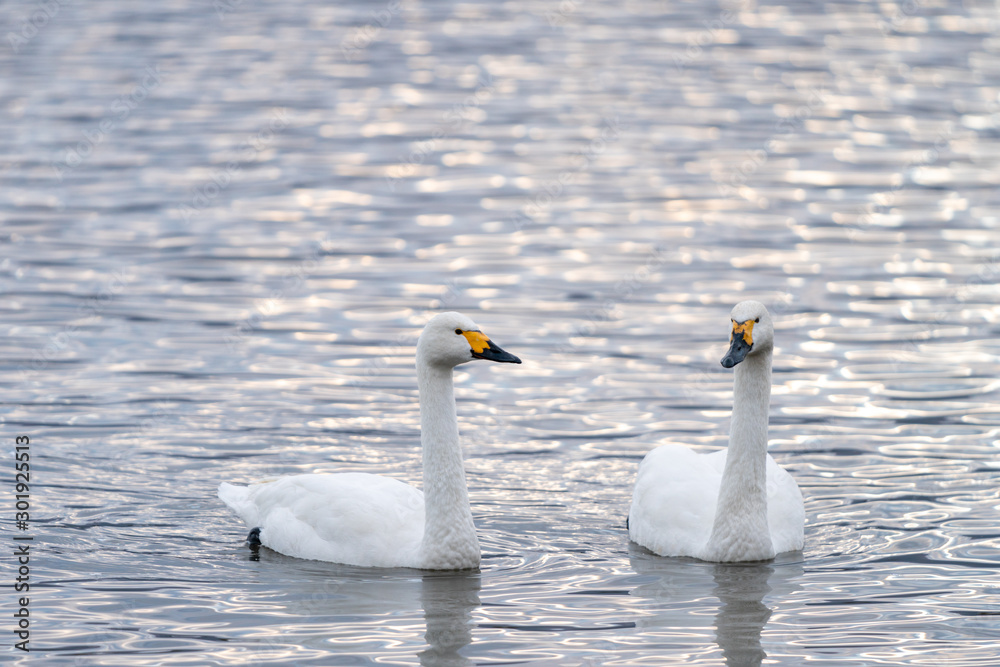 Obraz premium 白鳥