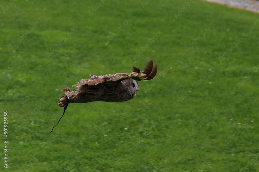 Obraz premium great grey owl