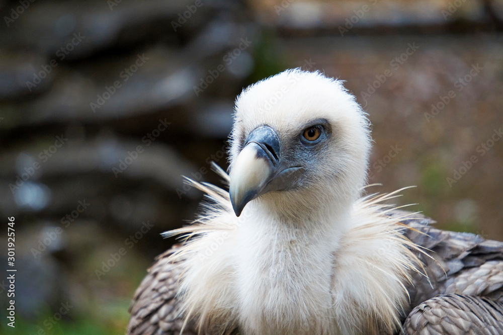Unusual bird of prey vulture looks into the camera close-up on a blurred natural background. Unusual bird of prey vulture looks into the camera close-up on a blurred natural background.