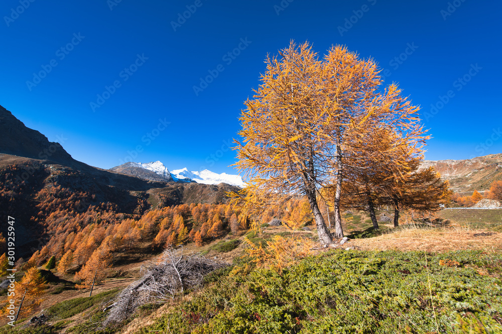 Colorful autumn larch in the high mountains