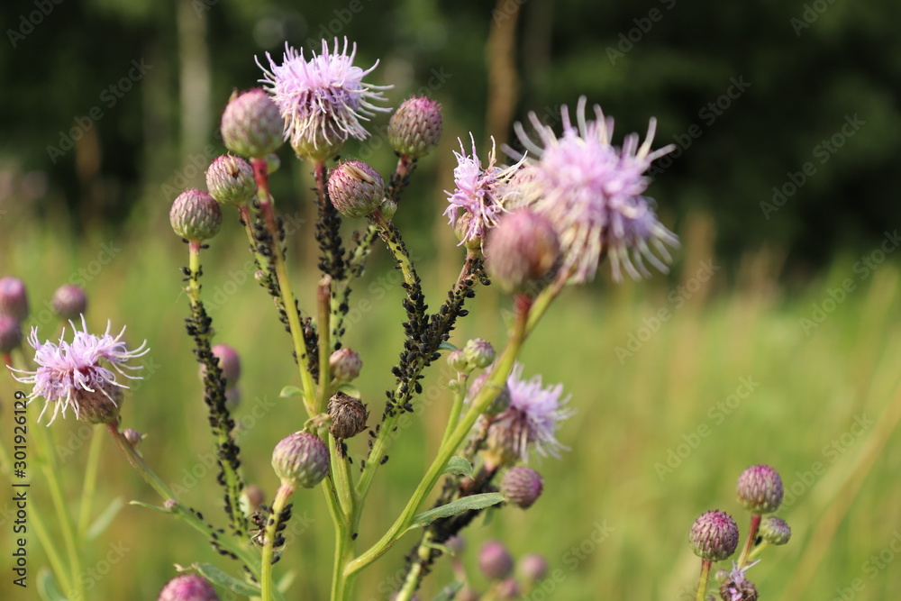Pink flowers and many insects. Pink flowers and many insects.