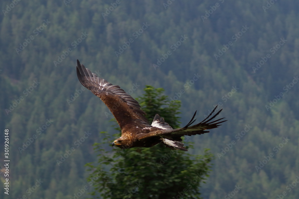 Obraz premium golden eagle