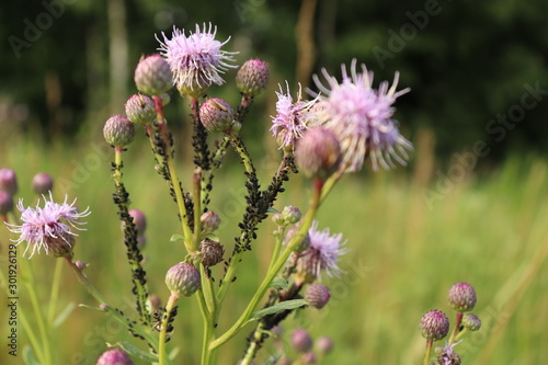 Pink flowers and many insects.