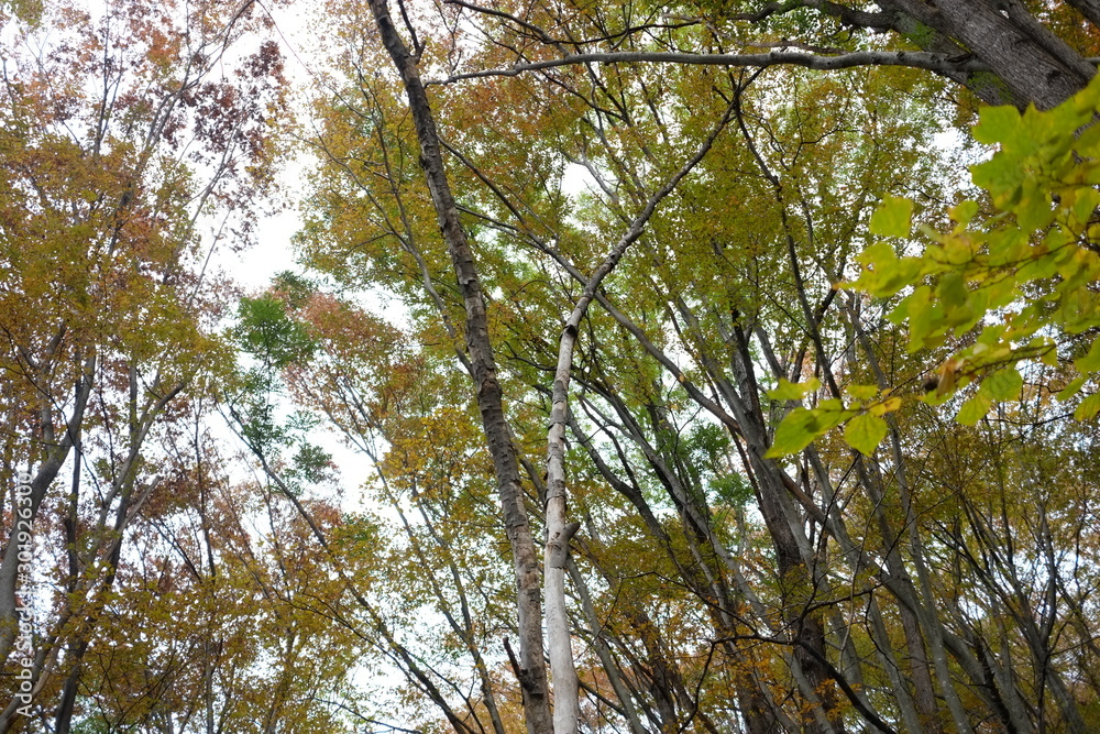 Fototapeta premium 秋の景色