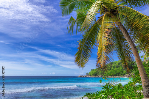 Coconut palm trees on paradise tropical beach. Fashion travel and tropical beach concept. © lucky-photo