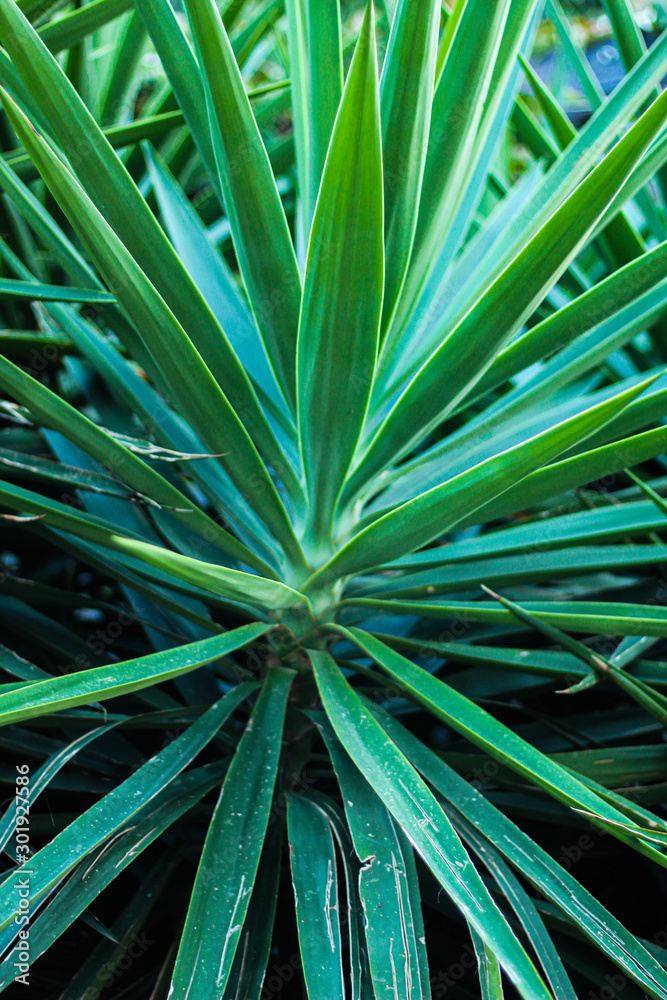 abstract green background, natural concept abstract green background, natural concept