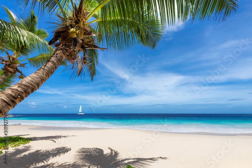 Sunny beach with palm trees and a sailing boat in the blue ocean on Paradise island. 