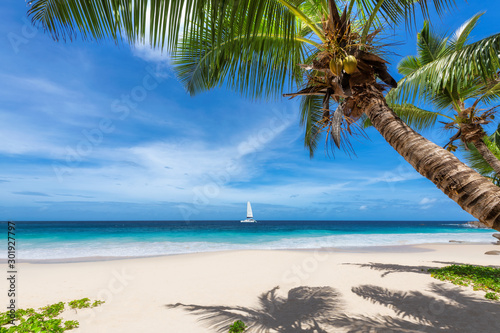 Fototapeta Naklejka Na Ścianę i Meble -  Sandy beach with palm trees and a sailing boat in the blue sea on Paradise island. Fashion travel and tropical beach concept.	