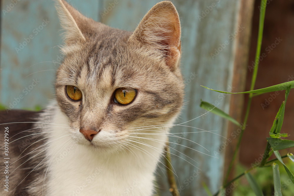 Fototapeta premium Wild cat with yellow eyes in nature close-up