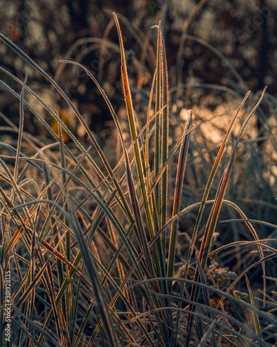Fading nature in autumn plants © ghostdom