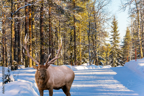 Red deer on a snowy forest road