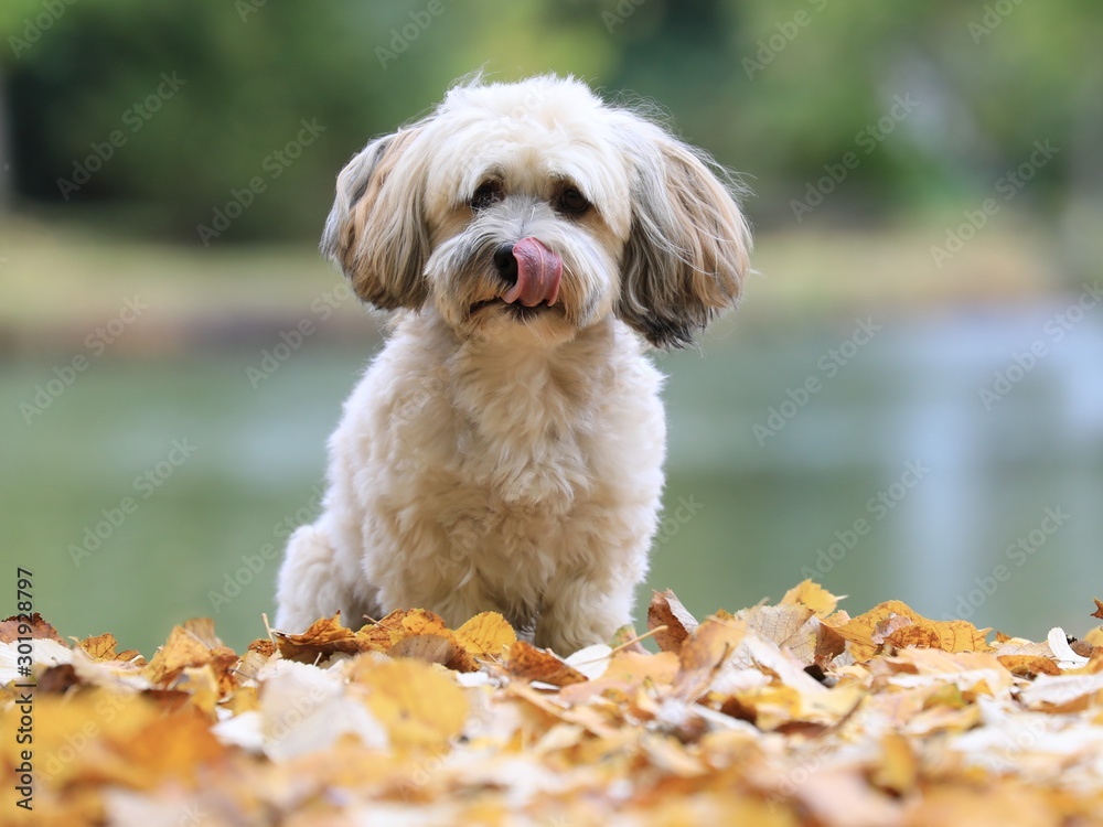 Kleiner Hund, weißer Havaneser, der sich mit der Zunge über das Maul schleckt Photos Adobe Stock