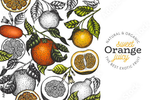 Orange branches design template. Hand drawn vector colour fruit illustration. Engraved style banner. Vintage citrus banner.