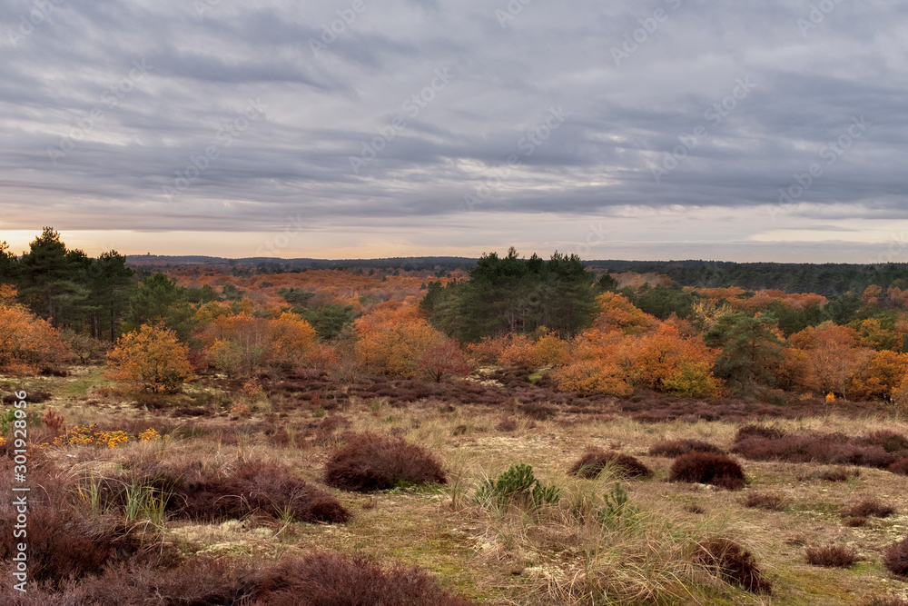 Forest in autumn colors with purple heather in the foreground and a cloudy sky