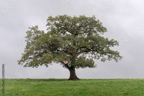 Single monumental oak tree in a grassland against a gray sky