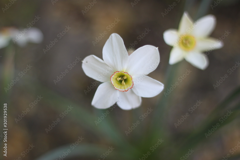 Beautiful white spring flowers wallpaper Beautiful white spring flowers wallpaper