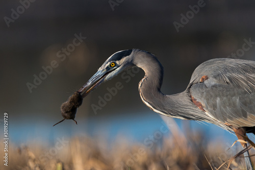 Heron Hunting II