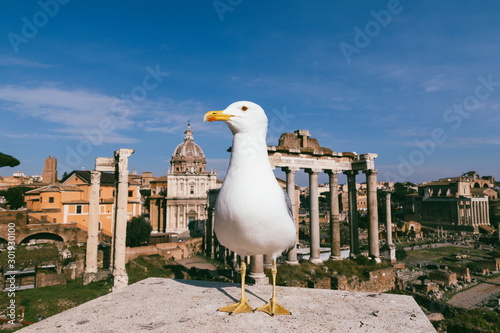 Roman gull: portrait of the one of the the eternal City's symbol in bright sunlight. Roman Forum, Rome. Italy