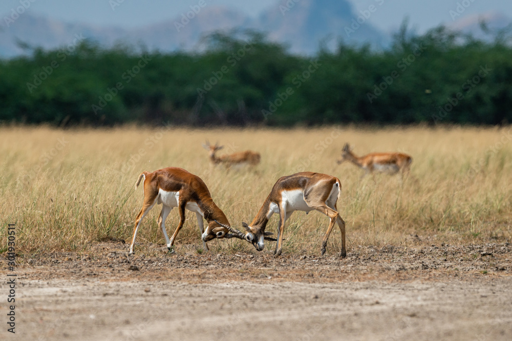 Antelope Blackbucks fighting with horns showing dominance in open grass field and green background scenic landscape and skyline at tal chhapar sanctuary, churu, rajasthan, india - Antilope cervicapra Antelope Blackbucks fighting with horns showing dominance in open grass field and green background scenic landscape and skyline at tal chhapar sanctuary, churu, rajasthan, india - Antilope cervicapra