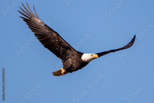 bald eagle in flight © MekunaPhotography