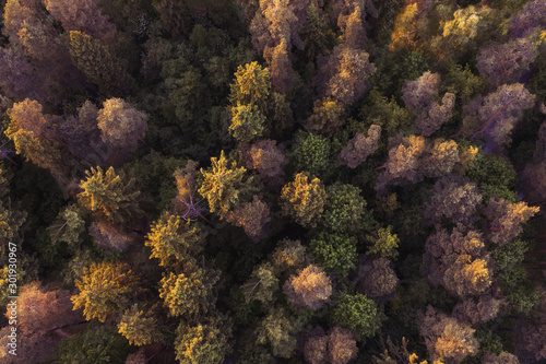 Pine trees forest drone aerial view