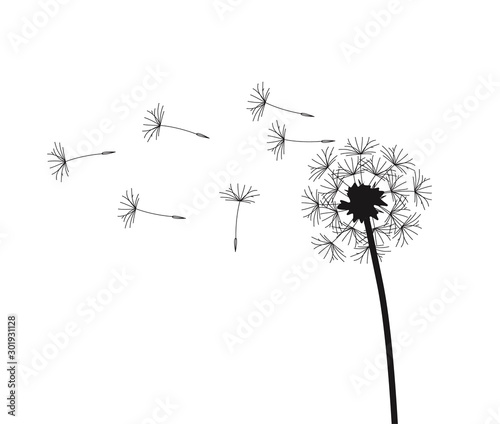 Abstract background of a dandelion for design. The wind blows the seeds of a dandelion. Vector illustration
