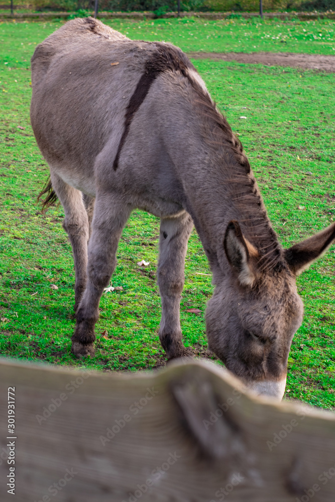 Donkey standing in Dutch petting zoo Donkey standing in Dutch petting zoo