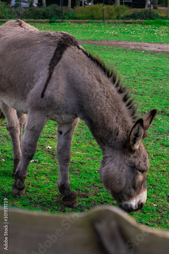 Donkey standing in Dutch petting zoo