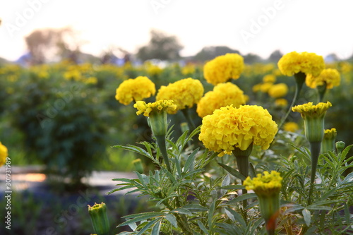 Marigold in the garden