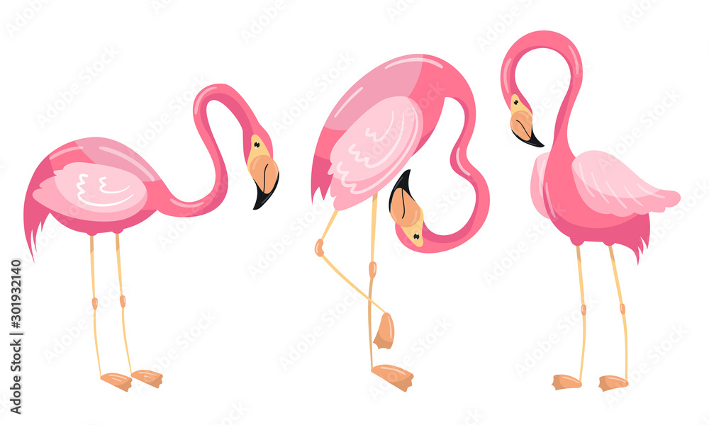 Fototapeta premium Beautiful Flamingo Vector Set Isolated On White Background